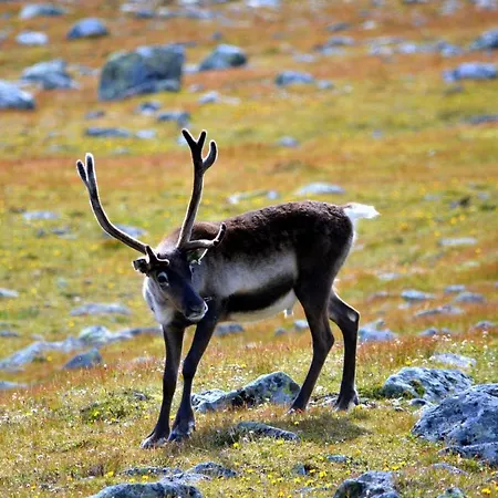 Jotunheimen Arctic Domes خيمة فخمة Beitostolen