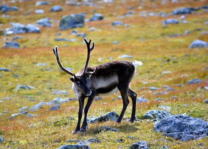 Jotunheimen Arctic Domes Luxe tent Beitostolen